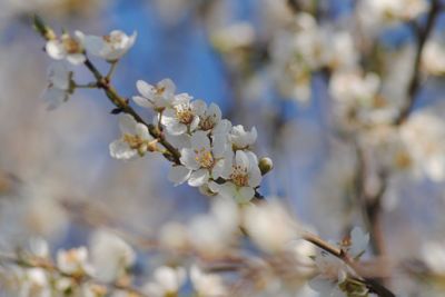 Close-up of white flowers