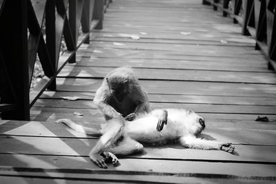 High angle view of monkeys resting on wooden floor