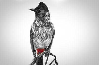 Bird perching on a wall
