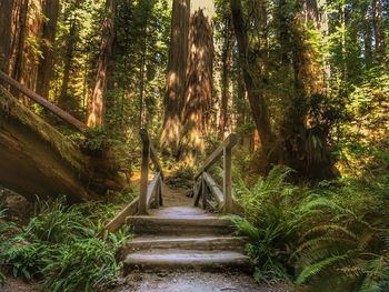 Steps amidst trees in forest