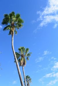 Low angle view of palm trees against blue sky