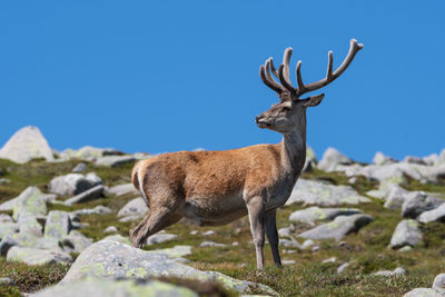 Deer standing on rock