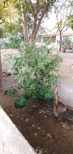 Plants growing in yard