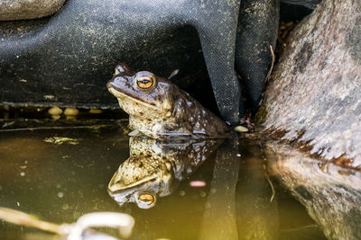 Close-up of turtle swimming in lake