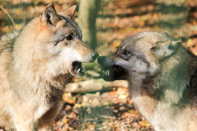 Close-up of wolfs