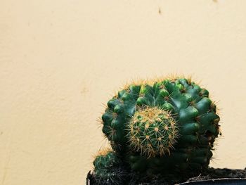 Close-up of cactus plant