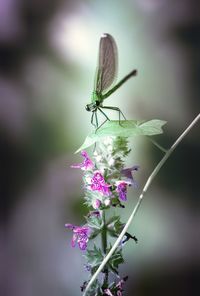 Close-up of insect on plant