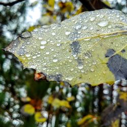 Close-up of raindrops on leaves