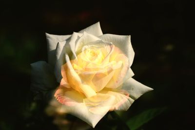 Close-up of rose against black background
