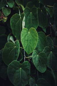 Green plant leaves textured in summer