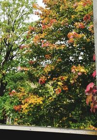 View of trees and plants in garden