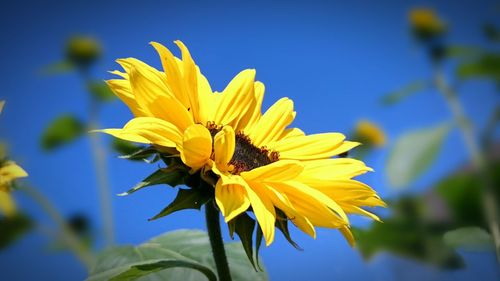 Close-up of sunflower