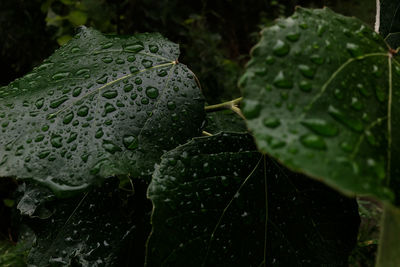 Close-up of raindrops on leaves