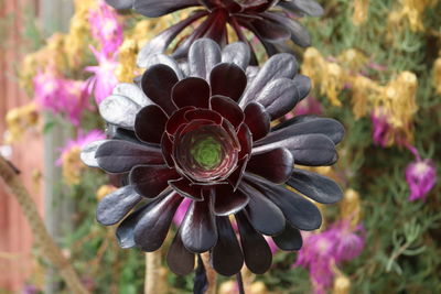 Close-up of purple flowers