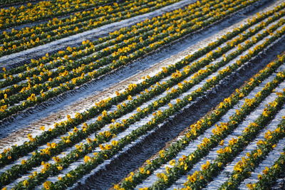 Full frame shot of yellow flowering plants on field during winter