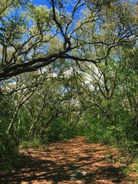 Low angle view of trees against sky