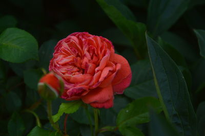 flowering plant