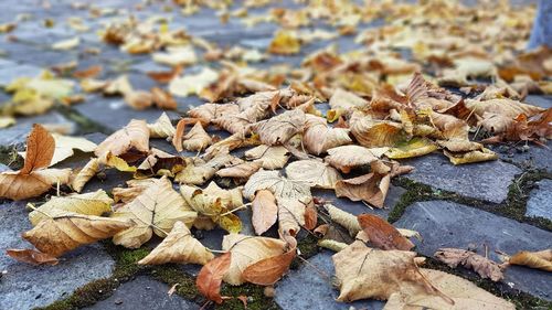 Close-up of fallen leaves on rock