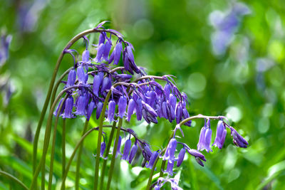 Close-up of bluebells blooming outdoors