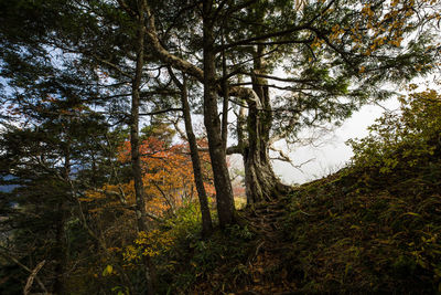 Trees in forest against sky