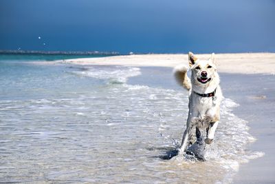 Dog running on beach