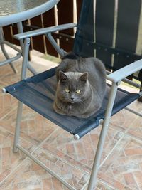Portrait of cat sitting on chair