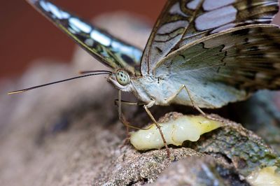 Close-up of butterfly on rock