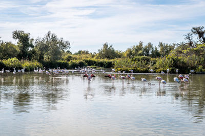 Birds in lake against sky