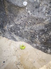 High angle view of small lizard on rock