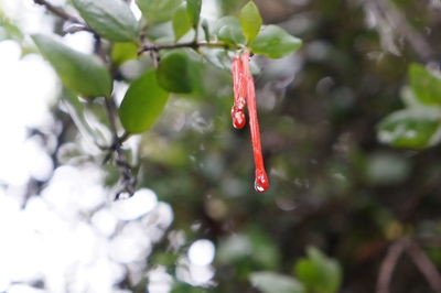 Close-up of red berries hanging on tree