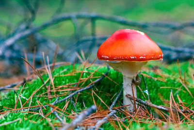 Close-up of mushroom growing on field