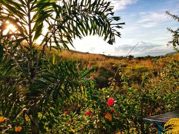 Scenic view of grassy field against sky