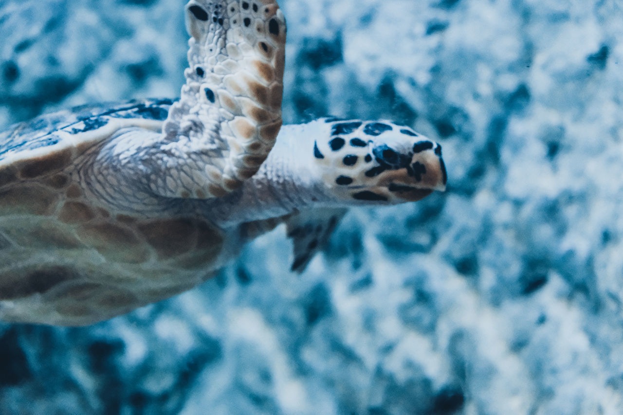 CLOSE-UP OF TURTLE SWIMMING IN SEA