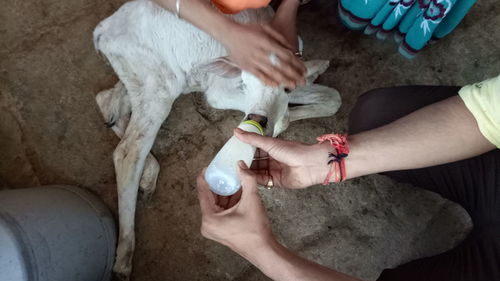 High angle view of man feeding milk to kid goat