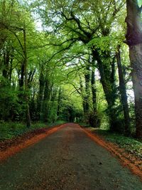 Dirt road amidst trees in forest