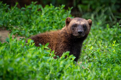 Portrait of an animal on grass