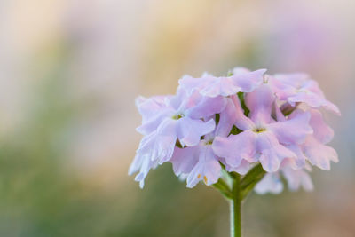 Close-up of flowers blooming outdoors