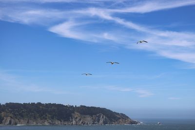 Birds flying over sea against sky