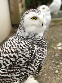 Portrait of owl perching outdoors