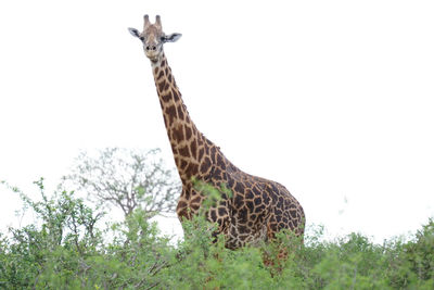 View of giraffe on field against clear sky