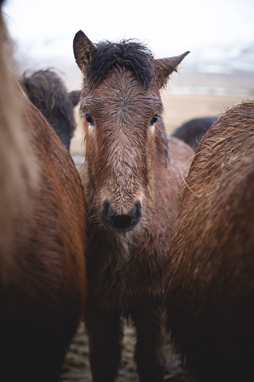 domestic animals, animal themes, mammal, livestock, close-up, outdoors, no people, animal body part, portrait, day, nature, sky