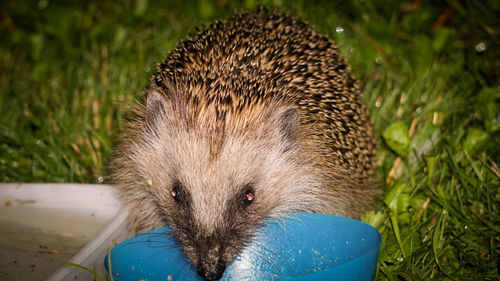 Close-up portrait of an animal