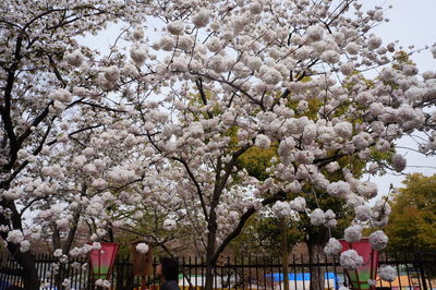 Low angle view of cherry blossom tree