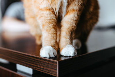 Red cat sits on the computer desk while man is using laptop. freelancer working from home.