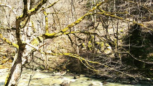 Branches of tree trunk