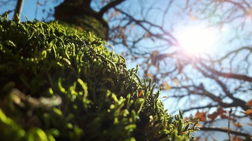 Close-up of sun shining through tree