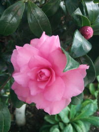 Close-up of pink rose blooming outdoors