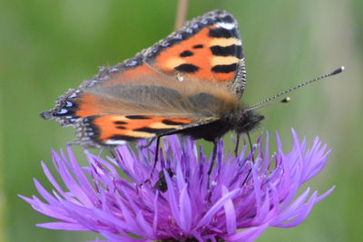 Close-up of butterfly pollinating on purple flower