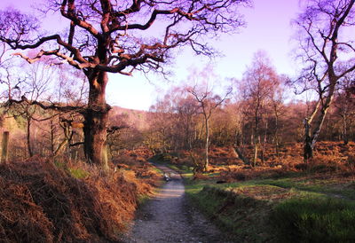 View of bare trees on landscape
