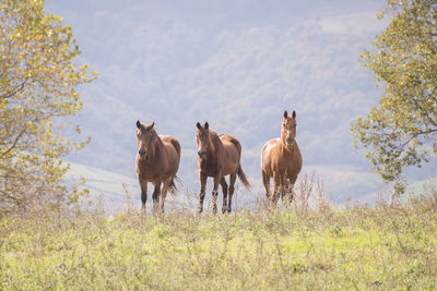 Horses on field in pays basque